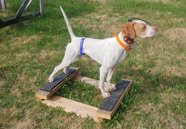 Pointing store dog training